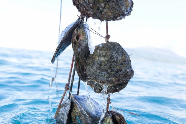 CÓMO SABER SI UNA PERLA ES AUTÉNTICA (GUÍA COMPLETA 2026)